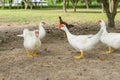 Flock of musky duck Royalty Free Stock Photo