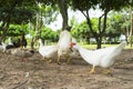 Flock of musky duck Royalty Free Stock Photo