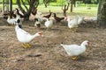 Flock of musky duck Royalty Free Stock Photo