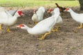 Flock of musky duck Royalty Free Stock Photo