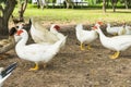 Flock of musky duck Royalty Free Stock Photo