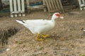 Flock of musky duck Royalty Free Stock Photo