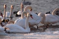 Mute swans Cygnus olor in the frozen river at sunset