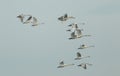 A flock of Mute Swans, Cygnus olor, flying in the blue sky. Royalty Free Stock Photo