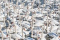 A flock of mute swans gather on lake banks. Cygnus olor