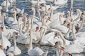 A flock of mute swans gather on lake banks. Cygnus olor