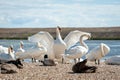 A flock of mute swans gather on lake banks. Cygnus olor