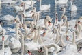 A flock of mute swans gather on lake banks. Cygnus olor