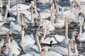 A flock of mute swans gather on lake banks. Cygnus olor