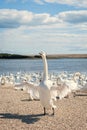 A flock of mute swans gather on lake banks. Cygnus olor