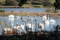 A flock of mute swans gather on lake. Cygnus olor
