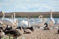 A flock of mute swans gather on lake. Cygnus olor