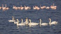 Flock of Mute Swans and Greater Flamingos