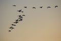 Flock of mute swans over the sea