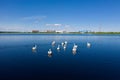 A flock of mute swans swim near the Russian city of Nadym on Yamal