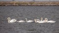 Flock of Mute Swans Swimming and Feeding Royalty Free Stock Photo