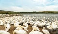 Flock of Mute Swans