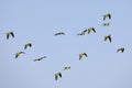 Nanday Conures, Parakeets Flock Flying Over A Blue Sky Royalty Free Stock Photo