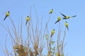 Flock of Nanday Conures Perched On Small Branches