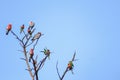 a flock of native Australian Galah`s and Rainbow Lorikeet`s resting perched on a dead tree, Melbourne, Victoria