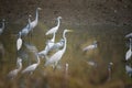 Flock of natural egret bird in wet land of thailand