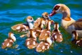 A flock of newborn brown ducks and mother