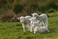 Flock of newborn lambs