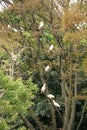 Flock of Nipponia nippon or Japanese Crested Ibis or Toki, once extinct animal from Japan, in a wo