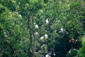 Flock of Nipponia nippon or Japanese Crested Ibis or Toki, once extinct animal from Japan, in a wo