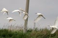 Egrets got caught and made a run for it.