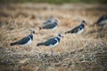 Flock of northern lapwing birds in a field of dry grass Royalty Free Stock Photo