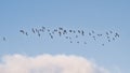 Formation of northern lapwings flying on a clear blue sky with soft white clouds Royalty Free Stock Photo