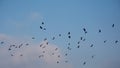 Flock of northern lapwings in flying on a blue sky with soft clouds - Vanellus vanellus Royalty Free Stock Photo