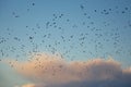 Flock of northern lapwings in flight in silouette on a blue sky with soft clouds - Vanellus vanellus Royalty Free Stock Photo