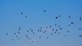 Flock of northern lapwings in flying on a blue sky, - Vanellus vanellus Royalty Free Stock Photo