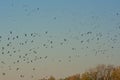 Flock of northern lapwings in flying ovoer tree tops, - Vanellus vanellus