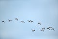A flock of Northern Pintails Royalty Free Stock Photo
