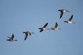 A flock of Northern Pintails in flight