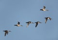 A flock of Northern Pintails flying