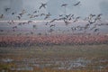 A flock of northern Shoveler in flight Royalty Free Stock Photo