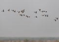 A Flock of Northern Shovelers flying Royalty Free Stock Photo
