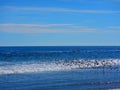 Flock of ocean birds in flight Royalty Free Stock Photo