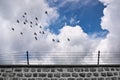 Flock od birds flying a wall with barbwire Prison and freedom concept Royalty Free Stock Photo