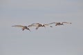 Flock ofl White Ibis Birds In the sky Royalty Free Stock Photo