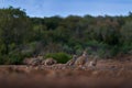 Flock og birds in habitat. Red-legged partridge, Alectoris rufa, gamebird in pheasant family Phasianidae, on the gravel road,