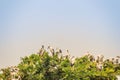 Flock of Open-billed stork, or Asian openbill birds on tree in the public park. The Asian openbill or Asian openbill stork ( Royalty Free Stock Photo