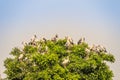 Flock of Open-billed stork, or Asian openbill birds on tree in the public park. The Asian openbill or Asian openbill stork (