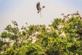 Flock of Open-billed stork, or Asian openbill birds on tree in the public park. The Asian openbill or Asian openbill stork (