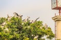 Flock of Open-billed stork, or Asian openbill birds on tree in the public park. The Asian openbill or Asian openbill stork (