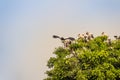 Flock of Open-billed stork, or Asian openbill birds on tree in the public park. The Asian openbill or Asian openbill stork ( Royalty Free Stock Photo